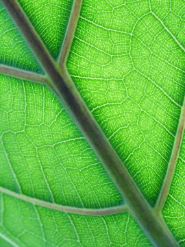 A closeup shot of a green leaf against the sun